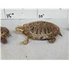 Image 4 : 5 Red Slider Turtles Taxidermy