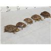 Image 7 : 5 Red Slider Turtles Taxidermy