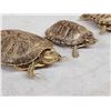 Image 8 : 5 Red Slider Turtles Taxidermy