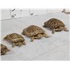 Image 9 : 5 Red Slider Turtles Taxidermy