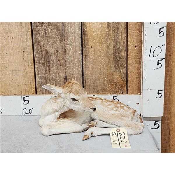 Baby Elk Calf Full Body Taxidermy Mount