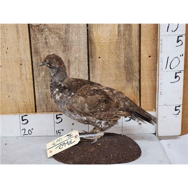 Blue Grouse Full Body Bird Taxidermy