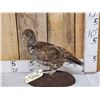 Image 1 : Blue Grouse Full Body Bird Taxidermy