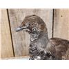 Image 2 : Blue Grouse Full Body Bird Taxidermy