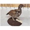 Image 4 : Blue Grouse Full Body Bird Taxidermy
