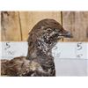 Image 5 : Blue Grouse Full Body Bird Taxidermy