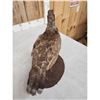 Image 6 : Blue Grouse Full Body Bird Taxidermy
