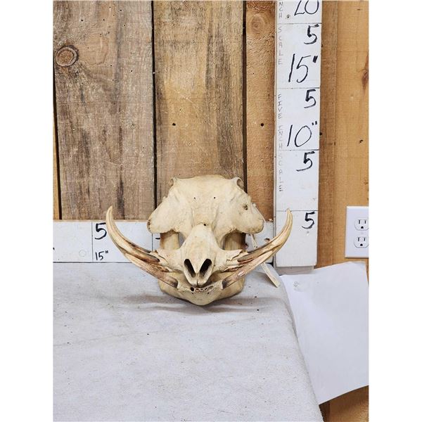 African Warthog Skull Taxidermy