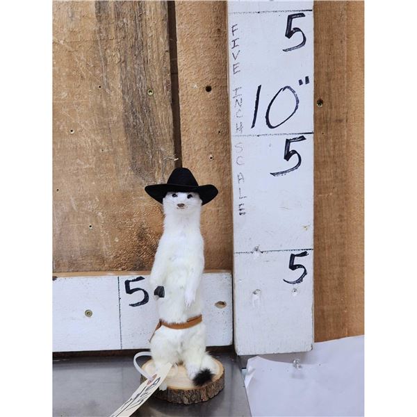 Sheriff Weasel Full Body Taxidermy Mount