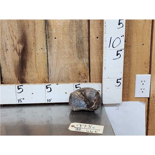 Woolly Mammoth Foot Bone Partially Fossilized Fossil