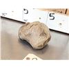 Image 6 : Woolly Mammoth Foot Bone Partially Fossilized Fossil
