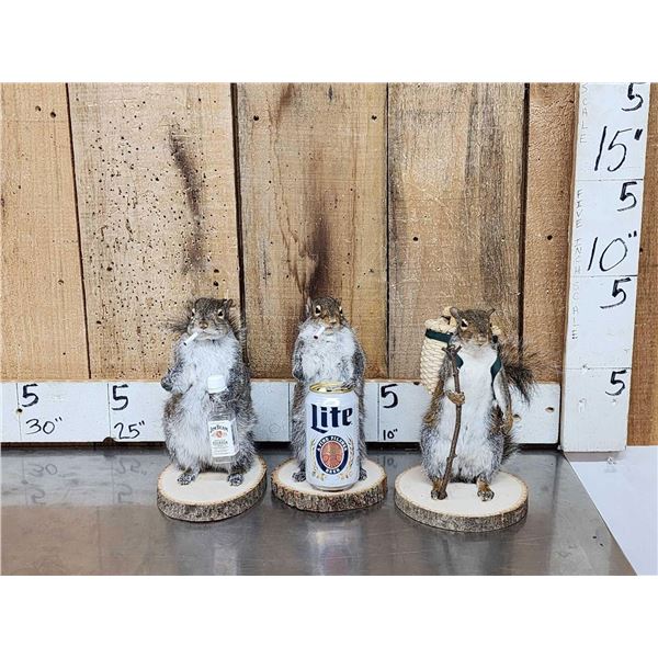 3 Cute Critters Taxidermy Lot