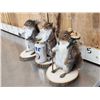Image 3 : 3 Cute Critters Taxidermy Lot
