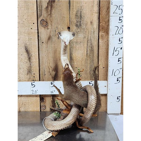 Cobra Snake Fighting A Mongoose Taxidermy Mount