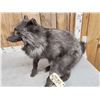 Image 3 : Blue Ranch Fox Full Body Taxidermy Mount