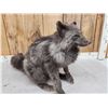 Image 4 : Blue Ranch Fox Full Body Taxidermy Mount