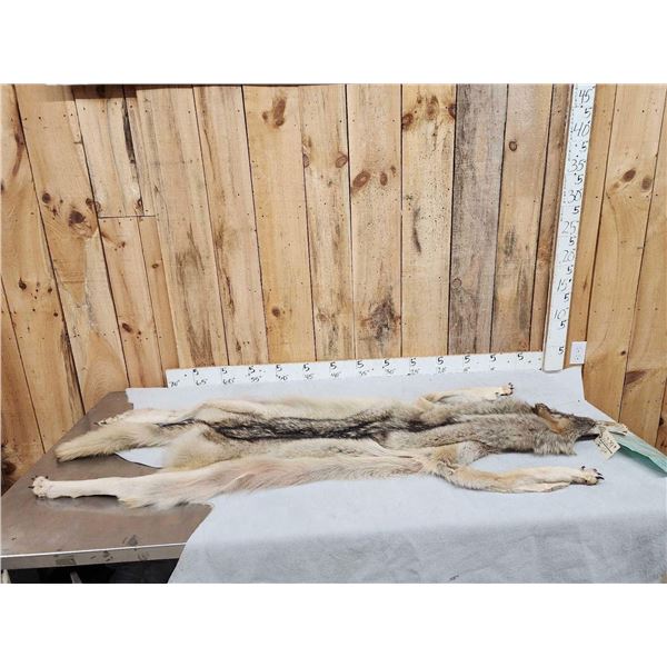 Big Canadian Wolf Tanned Fur Taxidermy