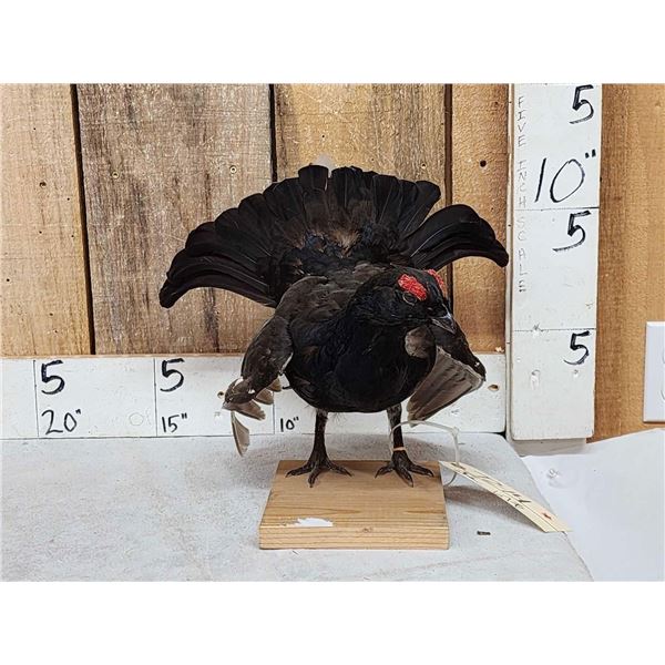 Black Grouse Full Body Bird Taxidermy