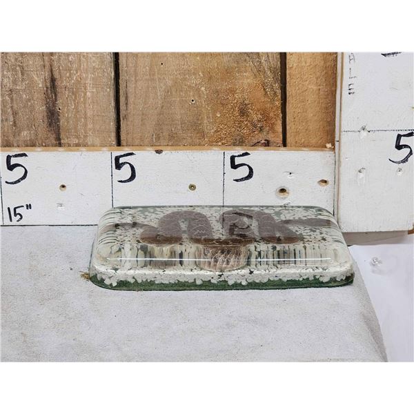 Rattlesnake In Resin Taxidermy