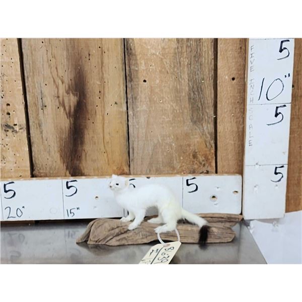 White Weasel Full Body Taxidermy Mount