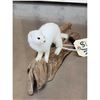 Image 3 : White Weasel Full Body Taxidermy Mount