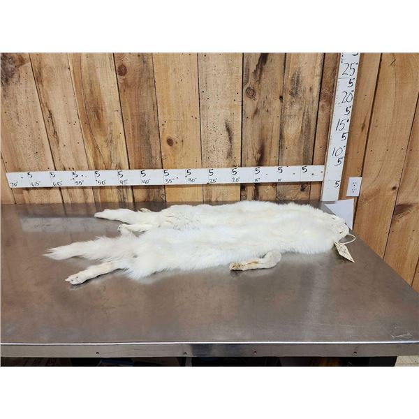 2 Arctic Cross Fox Soft Tanned Furs