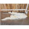 Image 5 : 2 Arctic Cross Fox Soft Tanned Furs