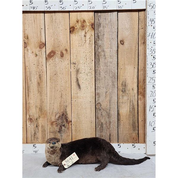 Otter Full Body Taxidermy Mount