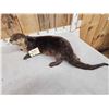 Image 5 : Otter Full Body Taxidermy Mount