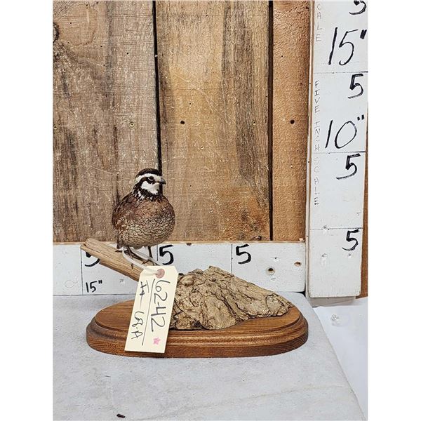 Quail Full Body Bird Taxidermy