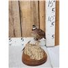 Image 2 : Quail Full Body Bird Taxidermy