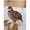 Image 3 : Quail Full Body Bird Taxidermy