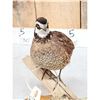 Image 4 : Quail Full Body Bird Taxidermy