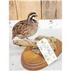 Image 5 : Quail Full Body Bird Taxidermy