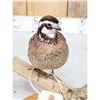 Image 6 : Quail Full Body Bird Taxidermy