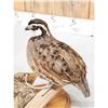Image 7 : Quail Full Body Bird Taxidermy