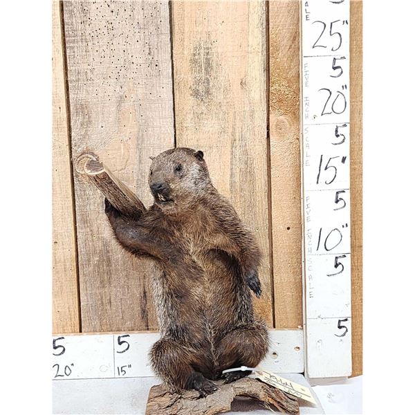Angry Wood Chuck Chuckin Wood Full Body Taxidermy Mount