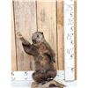 Image 1 : Angry Wood Chuck Chuckin Wood Full Body Taxidermy Mount