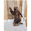 Image 2 : Angry Wood Chuck Chuckin Wood Full Body Taxidermy Mount