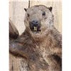 Image 3 : Angry Wood Chuck Chuckin Wood Full Body Taxidermy Mount