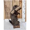 Image 4 : Angry Wood Chuck Chuckin Wood Full Body Taxidermy Mount