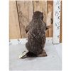 Image 5 : Angry Wood Chuck Chuckin Wood Full Body Taxidermy Mount