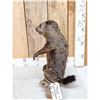 Image 6 : Angry Wood Chuck Chuckin Wood Full Body Taxidermy Mount