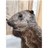 Image 7 : Angry Wood Chuck Chuckin Wood Full Body Taxidermy Mount