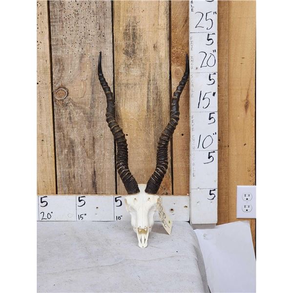 Indiana Black Buck Skull Taxidermy