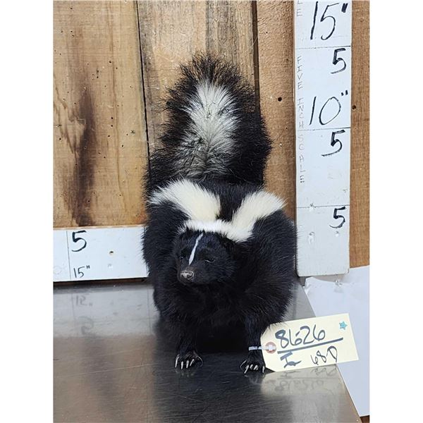 Skunk Full Body Taxidermy Mount