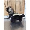 Image 2 : Skunk Full Body Taxidermy Mount