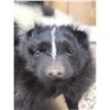 Image 3 : Skunk Full Body Taxidermy Mount