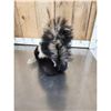 Image 4 : Skunk Full Body Taxidermy Mount
