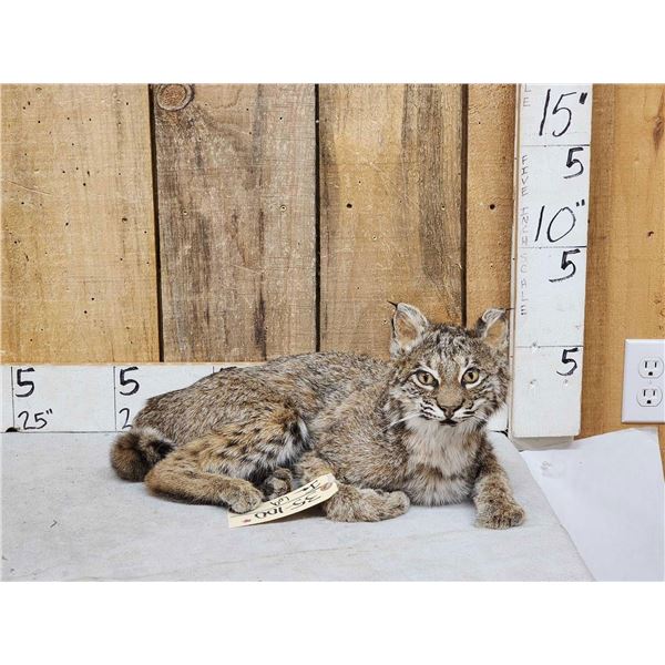 Bobcat Full Body Taxidermy Mount